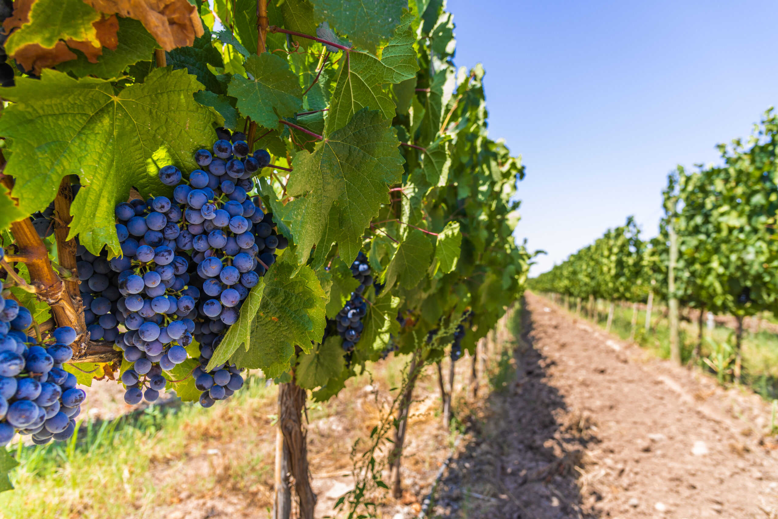 Red wine grapes on a vine in a vineyard in Mendoza