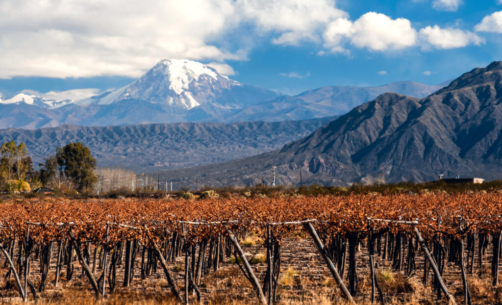 Mendosa vineyard with snow mountain in the background